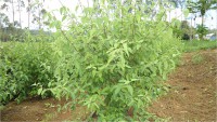 Alecrim Pimenta - Lippia Sidoides